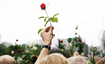 rosetog